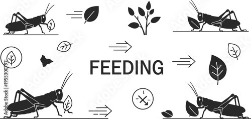 Grasshopper feeding behavior vector illustration showing insect eating plant leaves with process arrows and ecological interaction in minimal line design