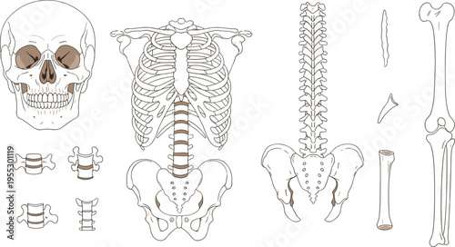 Human skeletal system vector set featuring skull rib cage spine pelvis and individual bones in detailed anatomical illustration for medical education use
