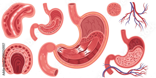 Human stomach anatomy vector illustration featuring digestive system sections tissues blood vessels and internal structure details for medical education and healthcare design