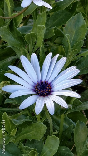 pink and white flower