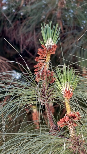 close up of pine cones