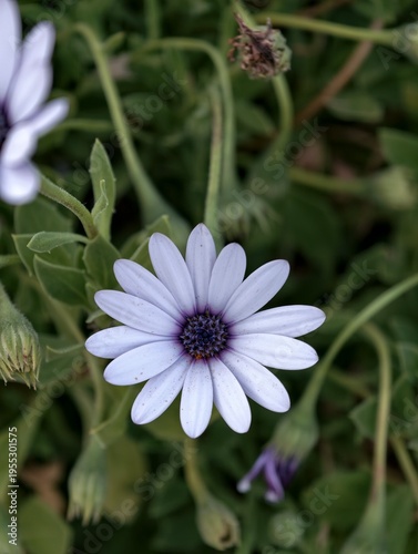 purple and white