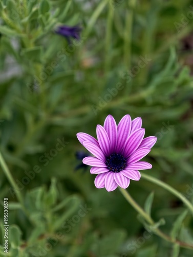 pink cosmos flower