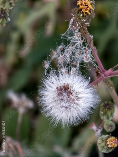 thistle in bloom