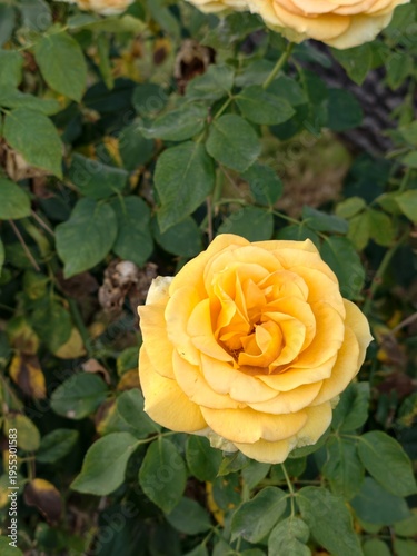 yellow rose in garden