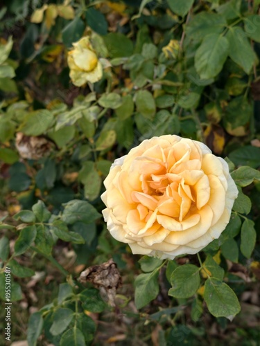 yellow rose in garden