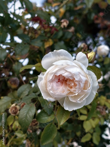 white rose in the garden