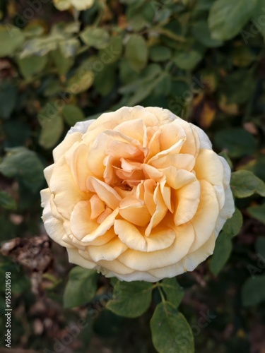 yellow rose in garden