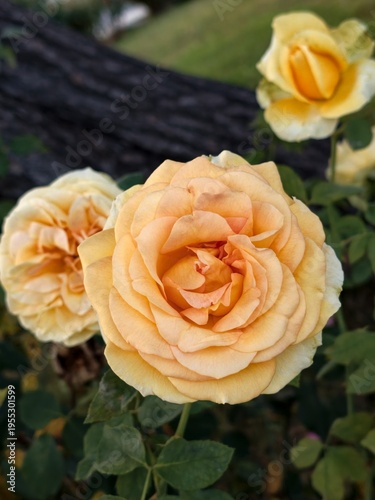 yellow rose in garden