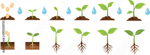 Plant growth stages vector illustration showing seed germination root development watering process and young seedlings in soil for agriculture education design