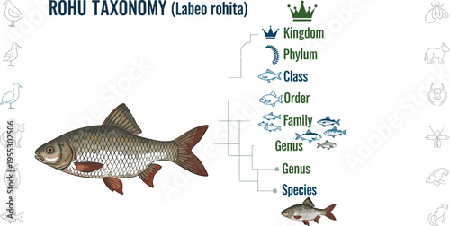 Rohu fish taxonomy classification diagram Labeo rohita with kingdom phylum class order family genus species biology education vector illustration