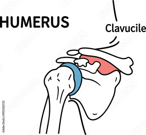 Shoulder joint anatomy vector illustration showing humerus clavicle and scapula with bone structure and articulation in medical educational diagram