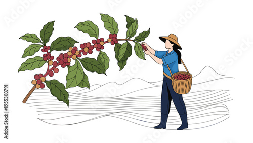 Hardworking woman in a hat picking ripe red coffee berries from a branch in a coffee plantation with mountains in the background.