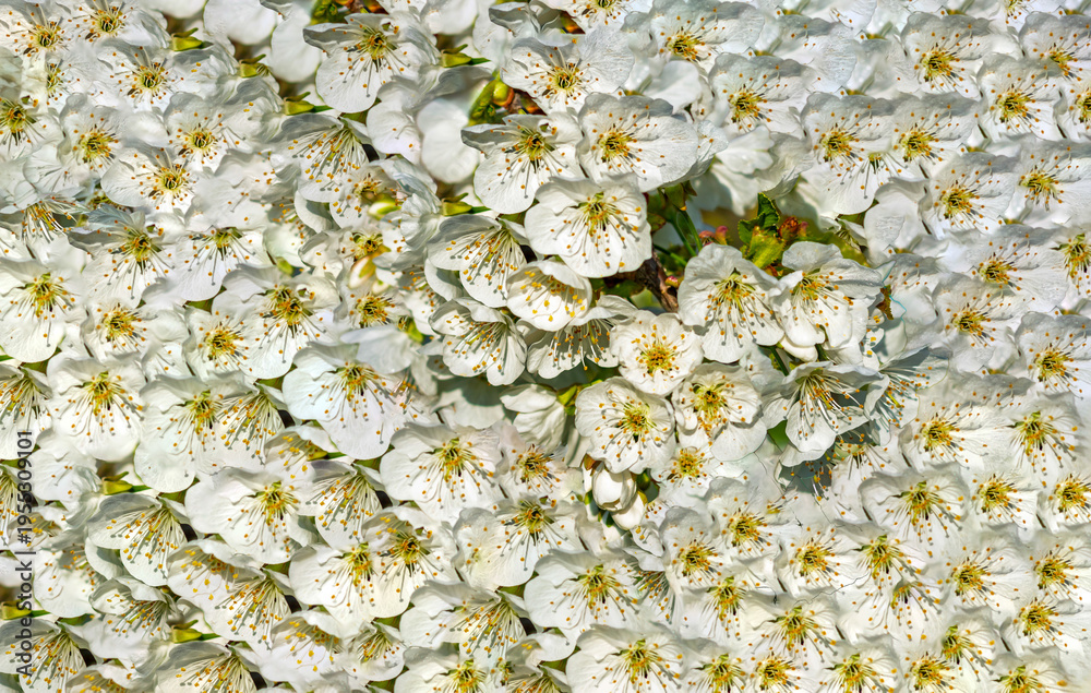 Fototapeta premium a beautiful background of white spring flowers