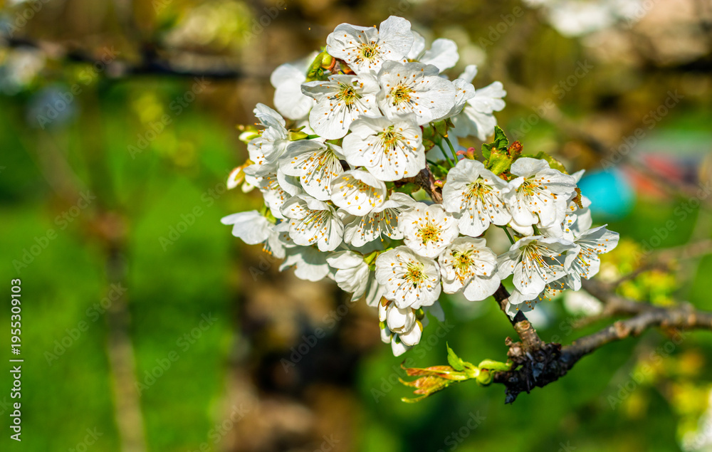 Fototapeta premium Spring with its flowers that brighten the days
