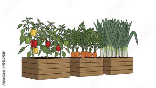 Fresh garden vegetables including peppers, carrots, and leeks growing in three separate rustic wooden planter boxes on a white background.