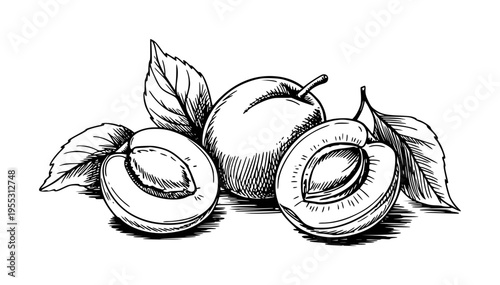 Hand Drawn of Plums and Leaves a White Background fruit food