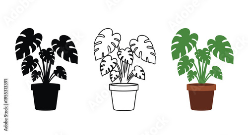 Three monstera deliciosa plants in varying styles a bold silhouette