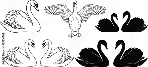 Swan silhouette and line art set featuring elegant birds in swimming poses with open wings isolated on white background for design