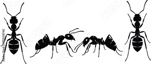 Black and white vector silhouette set of worker ants featuring top-down and side profile views for nature, biology, and pest control graphic designs.