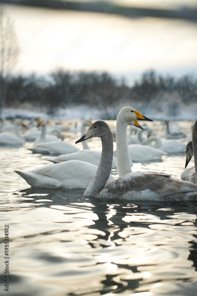 Fototapeta premium Adult Swan Near Juvenile Cygnet On Water Tender Winter Scene Shows Mature White Bird Watching Over Greyish Young, Calm Ripples, Soft Backlight And Distant Trees Creating Protective Wetland Atmosphere