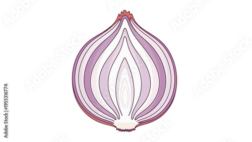 Cross Section Onion Bulb.