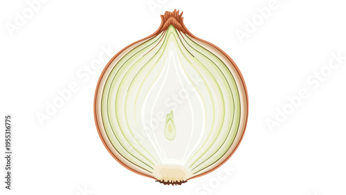 Cross Section Onion Vegetable.