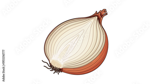 Cut Onion Half Isolated.
