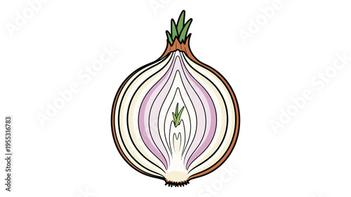 Cut Onion Illustration.