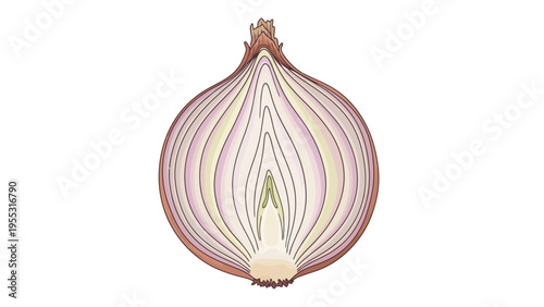 Cut Onion Isolated White.