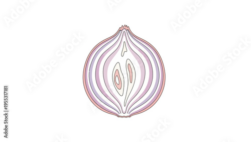 Illustrated Onion Cut Open.