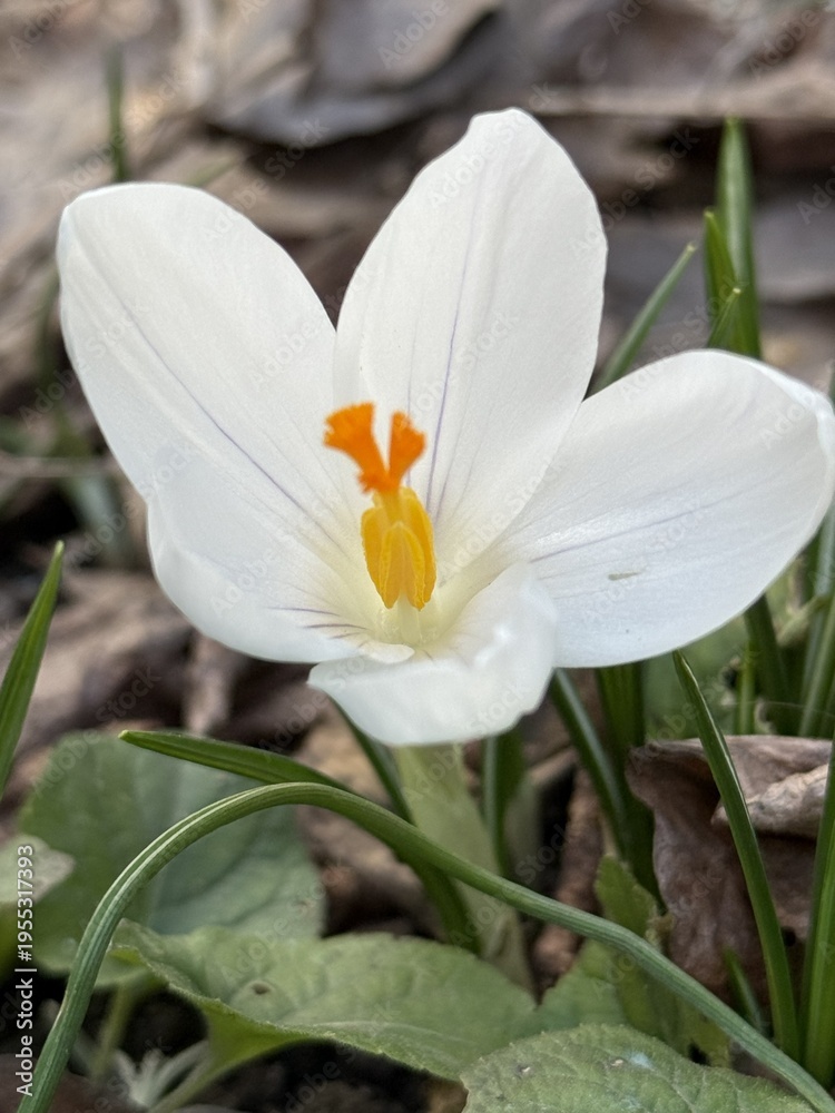 Fototapeta premium White Crocus Flower Macro Close Up in Spring Sunlight