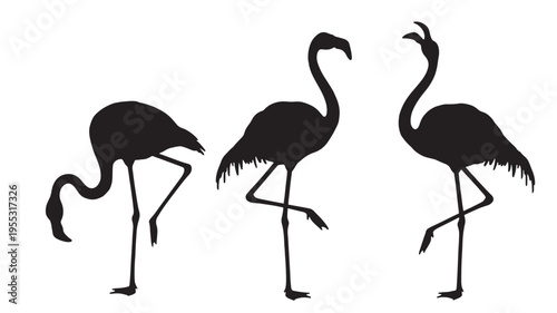 Flamingos black silhouette set with three birds in different poses and on one leg featuring flamingo, bird, white with animal and nature elements for