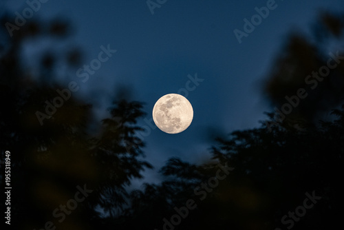 Full moon night sky bright moon nature dark tree silhouette evening twilight background peaceful serene mood circular lunar surface soft glow above forest