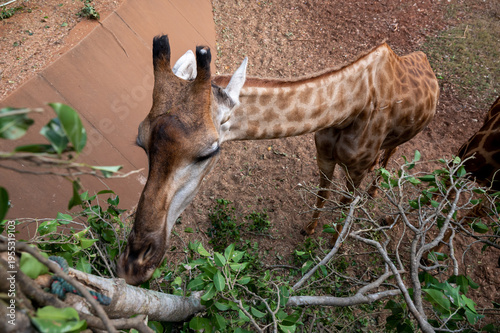 Giraffe animal safari wildl...