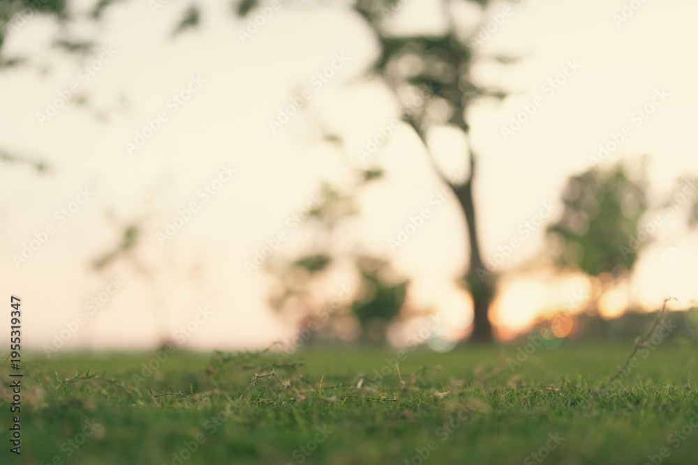 Fototapeta premium Soft focus grass meadow sunrise sunset nature landscape blurry bokeh morning soft focus grass meadow sunrise sunset nature landscape blurry bokeh morning glow background field tranquil outdoor