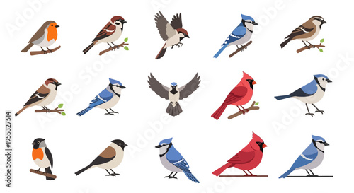 Various Birds Species Illustration.
