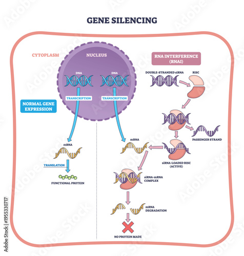 Gene silencing outline shows RNAi blocking protein synthesis, DNA to mRNA disrupted by siRNA-RISC, leading to mRNA degradation, key objects, nucleus DNA, mRNA, RISC complex. Outline diagram