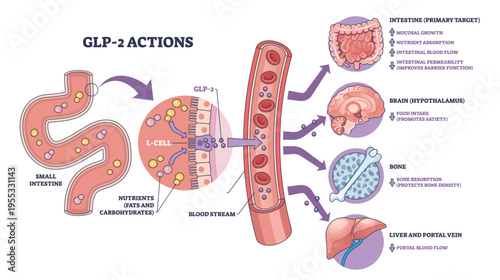 GLP-2 actions overview shows how intestinal L-cells release hormone to bloodstream affecting gut, brain, and bone, key objects, small intestine, blood vessel, organs. Outline diagram