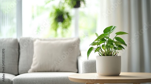 A green potted plant sits on a wooden table in a bright, cozy living room with a gray sofa and sheer curtains in the background.