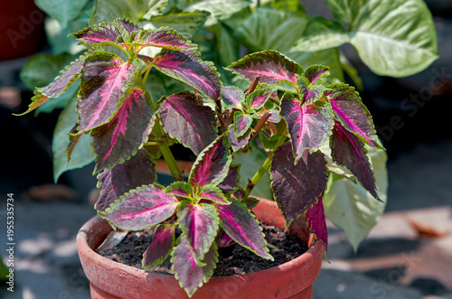 Coleus (Plectranthus scutellarioides) plant with vibrant purple green variegated leaves. Grown as annuals, coleus are low-maintenance ornamental plants with attractive foliage.