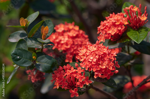 Bouquet of colourful vibrant orange-red hued Ixora flowers (Ixora coccinea, Jungle Flame, 'Rangan' in Bengali ) in garden. They are tropical shrubs with large clusters of four-petaled flowers.