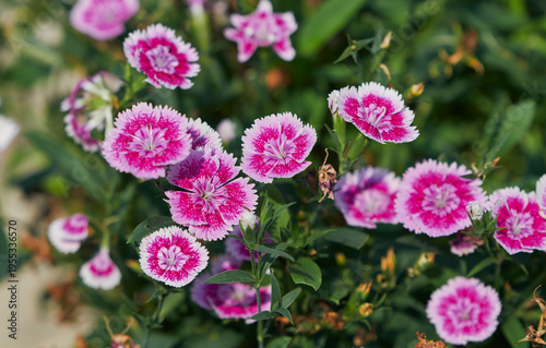 Healthy growing Dianthus plants with colourful pink flowers in a rooftop garden during winter in Kolkata. Dianthus is a popular garden plant known as sweet William (Dianthus barbatus).