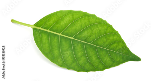 green, leaf, leaves, plant, nature, foliage, botanical, eco, ecology, environment, natural, fresh, freshness, organic, growth, spring, summer, garden, herb, tree, branch, stem, flora, floral, purity, 