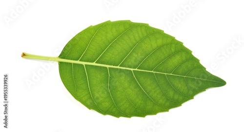 green, leaf, leaves, plant, nature, foliage, botanical, eco, ecology, environment, natural, fresh, freshness, organic, growth, spring, summer, garden, herb, tree, branch, stem, flora, floral, purity, 