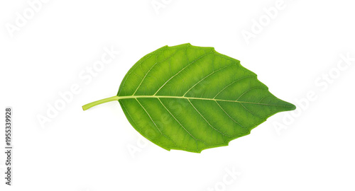 leaf, leaves, green, plant, nature, foliage, botanical, eco, ecology, environment, natural, fresh, freshness, organic, growth, spring, summer, garden, herb, tree, branch, stem, flora, floral, purity, 