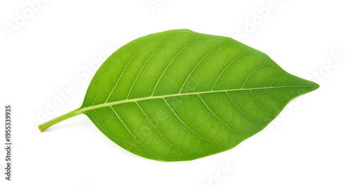 leaf, leaves, green, plant, nature, foliage, botanical, eco, ecology, environment, natural, fresh, freshness, organic, growth, spring, summer, garden, herb, tree, branch, stem, flora, floral, purity, 