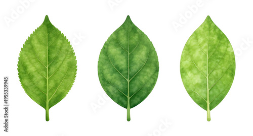 green, leaf, leaves, plant, nature, foliage, botanical, eco, ecology, environment, natural, fresh, freshness, organic, growth, spring, summer, garden, herb, tree, branch, stem, flora, floral, purity, 