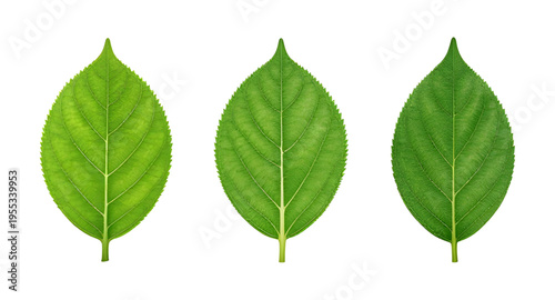 green, leaf, leaves, plant, nature, foliage, botanical, eco, ecology, environment, natural, fresh, freshness, organic, growth, spring, summer, garden, herb, tree, branch, stem, flora, floral, purity, 