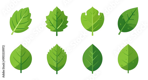 leaf, leaves, green, plant, nature, foliage, botanical, eco, ecology, environment, natural, fresh, freshness, organic, growth, spring, summer, garden, herb, tree, branch, stem, flora, floral, purity, 